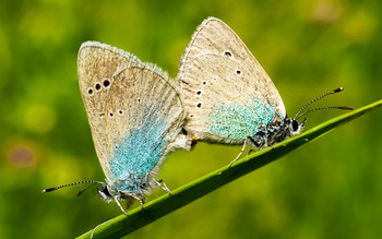 Понятный кадр / У бабочек Голубянки Икар летнее настроение.
