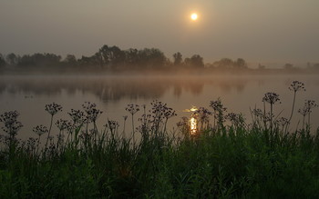 Утренний штиль / летнее утро у реки, Беларусь, полесье
