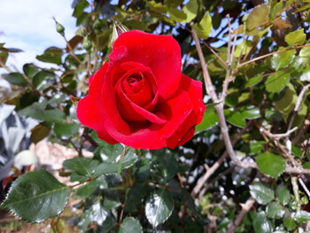 Роза у моря / Черная роза-эмблема печали, красная роза-эмблема любви