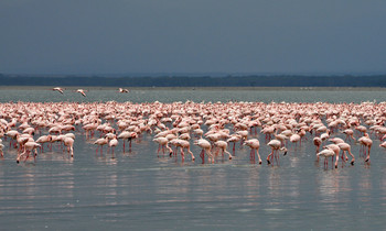 Фламинговый рай / Кения. Озеро Накуру