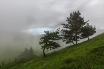 Окутанные туманом / Июнь 2019 года.
Россия, Республика Ингушетия, Заповедник «Эрзи»