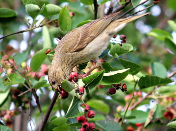Очень вкусно! / Птицы в моем саду лакомятся иргой!