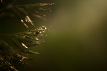 Муравей / Спонтанный портрет муравья
