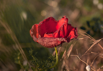 Старый мак / Крым