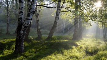 В роще березовой...... / Петербург. Шуваловский парк. Июнь