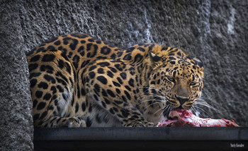 Леопард / Из серии &quot;Московский зоопарк&quot;