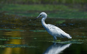 Little blue heron~juvenile / Итак Малая голубая цапля (англ. Little Blue Heron, лат. Egretta caerulea) может иметь разную окраску в зависимости от возраста: молодые особи полностью белые с ярко-зеленоватыми ногами, когда взрослеют, то постепенно покрываются темно-синими перьями и в конце становятся полностью темно-синими, но только c фиолетовой шеей и светлыми ногами. У зрелых мужских особей может быть гребен
Здесь на снимке стадия развития после первого года жизни, начало изменения цвета перьев с белого на голубой