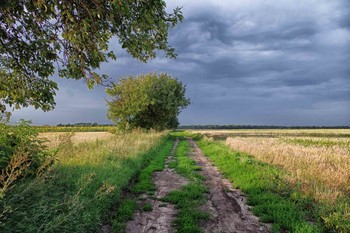 дорога в лето / Середина лета.Утро.Приближается ненастье...