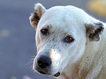 Не бросай меня на даче / ...