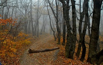 В лесу осеннем....... / Железноводск. Октябрь
