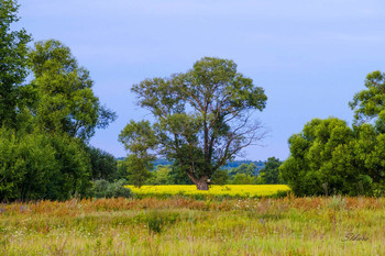 Вечером в поле. / ***