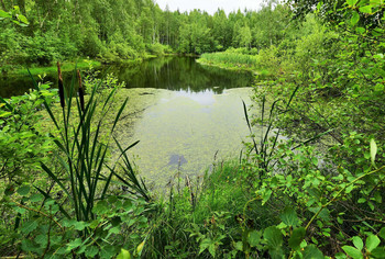 "Здесь крики не слышны. Здесь - Тишина..." / "Безветрие. Как зеркало, вода.
 Ветла еще под вечер опустила
 листву в прохладу сонного пруда,
 стыдливо ноги стройные прикрыла.
 Стесняется? Кого? Кто может здесь
 нарушить чистоту уединенья?
 Покой. Безмолвно властвующий лес,
 как вечность, как от мира отреченье ..."
 В.Бордюгов