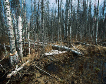 &nbsp; / березы весной