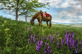 Цветы для лошадки / Крым