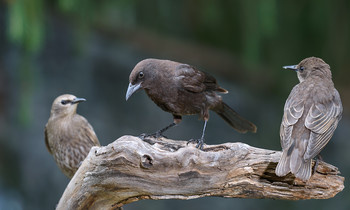 Rivals~конкуренты / common grackle juvenile vs. common starling juvenile
Молодой гракл в окружении слетков скворца.
Я уж было отчаялся, что никто не может дать отпор скворцам, но оказалось , что гракл вполне даже бойцовская птица, только без показной бравады скорцов.
Из интерестного о граклах: они часто позволяет муравьям ползать по его телу, чтобы они могли выделять муравьиную кислоту, которая, как считается, убивает паразитов.