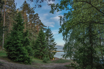 Прогулка к Волге. / Конаковский сосновый бор. Спуск к Волге.