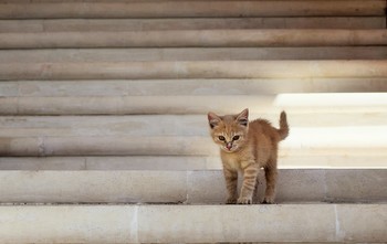 Один... / Маленький котенок возник из ниоткуда. Услышала его мяуканье, оглянулась, он сразу подбежал и не отставал ни на шаг. Зашли с ним в монастырь, он там осмелел, стал бегать и резвиться, но далеко не убегал, возвращался. Что с ним делать-то? Постепенно он освоился и пошел по своим делам. Оставила его в монастыре, надеясь, что голодным не останется. Там много кошек,и их любят. Может, кто-нибудь из прихожан заберет.