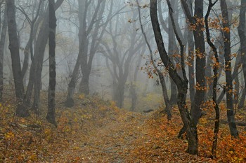 В осеннем лесу..... / Железноводск. Октябрь