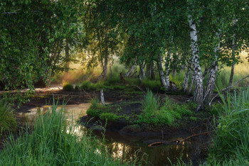 В березовой рощице / Волшебное утро в Епифани, Тульская область, июнь месяц. Небольшая березовая рощица на лугу перед Федосьиным городищем