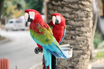 Пара - Ара / Красавцы попугаи отдыхают от летнего &quot;безумного&quot; сезона.