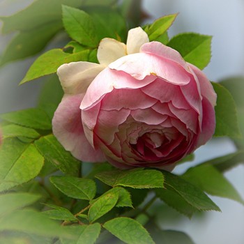 Роза &quot;Сапфир&quot; / Роза &quot;Сапфир&quot;

Махровые цветы , холодного светло-сиреневого, голубого оттенка. Лепестки напоминают тонкий фарфор, слегка прозрачные. Аромат у розы, очень приятный, мягкий. В неблагоприятные годы листва может быть подвержена заболеванию мучнистой росой. Куст пряморослый, подходит для комбинации с розовыми и белыми многолетниками.