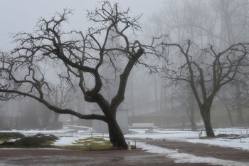 Весна туманная...... / Петергоф. Нижний парк. Март