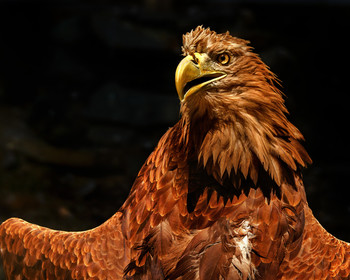 Орлан / Орлан