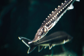 Под водой / ***