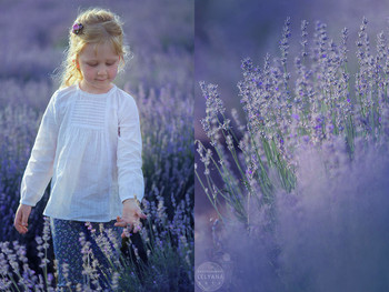 ~ / agata hanansky, агата хананская, лаванда, lavender, lavender field, лавандовое поле, fields of lavender, lelyana, Леляна Маркина, lelyana photography, lelyana markina, блондинка