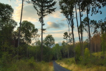 Рассвет.. / Утро а лесу . Пейзаж . Зарисовка .