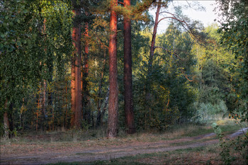 Утро в лесу / Пейзаж Беларуси