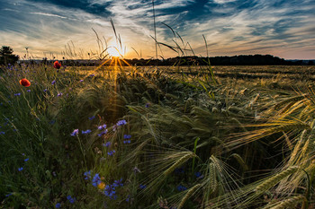 &nbsp; / Sonnenuntergang am Feldrand hinterm Haus