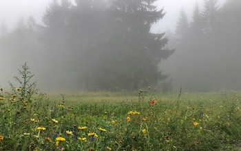 Веселая опушка / Редкий туман этого года в заповеднике