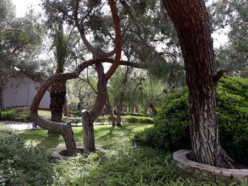 Деревья-сердечком / Парк