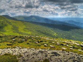 На полонине / Вид при подъеме на г. Говерла (1261 м). Черногорский хребет, Карпаты. 19 июля 2019 г.

«Знов зозулі голос чути в лісі,
Ластівки гніздечко звили в стрісі,
А вівчар жене отару плаєм,
Тьохнув пісню соловей за гаєм…»

М. Юрийчук

Еще несколько фото этого дня:

[img]https://i.imgur.com/G5CEgjA.jpg[/img]

[img]https://i.imgur.com/L7YuU76.jpg[/img]

[img]https://i.imgur.com/NrgGDYR.jpg[/img]

[img]https://i.imgur.com/vkklUkt.jpg[/img]

https://youtu.be/jSlN_m5XI6M