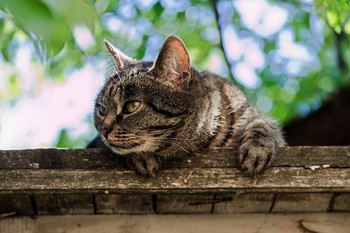 Кошка Мурка / Кошка на будке