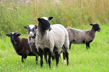 Pashkevich68 / Pashkevich68