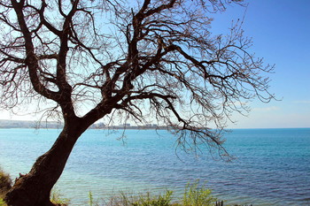 Одинокое деревце на берегу / На берегу Геленджиксой бухты: Наступает весна и природа оживает.