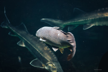 Подводные обитатели / Подводные обитатели