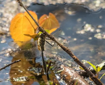 И дедка обыкновенный... / (Gomphus vulgatissimus)