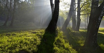 Утром туманным..... / Петербург. Шуваловский парк. Июнь