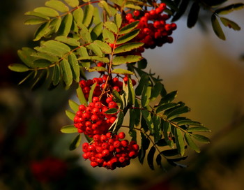 Рябина. Вечер после дождя. / Рябина. Вечер после дождя.