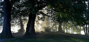 Утро в старых липах........ / Петербург. Осиновая Роща. Август