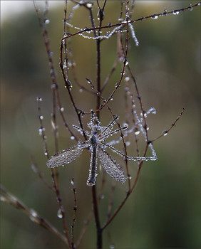 ...долгоножка... / Гиганты не представляют опасности для человека, ввиду того, что не используют кровь в пищу. В рационе таких насекомых присутствуют исключительно соки растительного происхождения и роса.