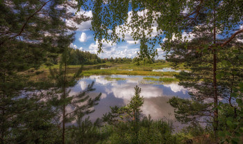 Сквозь листву / Природа, Россия, костромская область