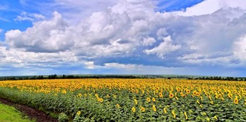 После дождя на краю поля с подсолнечником / После дождя на краю поля с подсолнечником