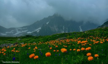 Кузнецкий Алатау: цветы и горы / Сибирь. Хакасия, горы Кузнецкого Алатау, июль 2019 года.
