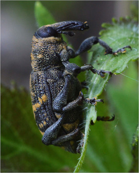 Долгоносик / Всего в Центральной Европе почти 1000 видов долгоносиков. Это растительноядные жуки, часто с коленчатыми усиками и головой, вытянутой в хоботок, используемый некоторыми видами и при откладке яиц. Зимуют главным образом молодые жуки.