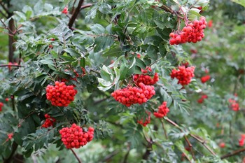 ПреКрасная Рябина ... / ПреКрасная Рябина