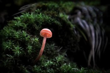 Одиножды один... / ***